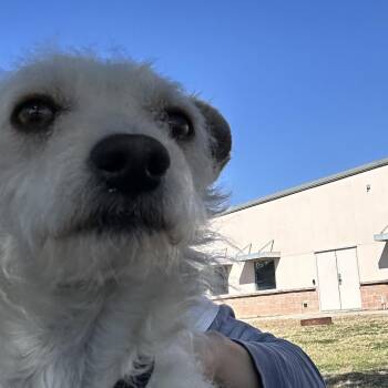 West Highland White Terrier Westie and Parson Russell Terrier Dogs Available for Adoption - Blake | PetCurious