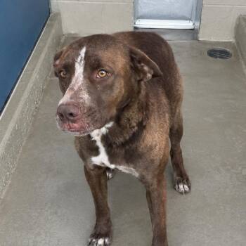 Garner -  Labrador Retriever Dog for Adoption in Kingman, Arizona - Garner | PetCurious