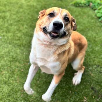 Jimmy Steve -  Mixed Breed Dog for Adoption in Nashville, Indiana - Jimmy Steve | PetCurious