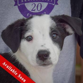 Rescue Australian Shepherd and Schnauzer Dogs for Adoption in Huntley, Illinois - Simea | PetCurious