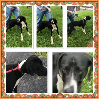 ROCK -  Hound Dog for Adoption in Buckhannon, West Virginia - ROCK | PetCurious
