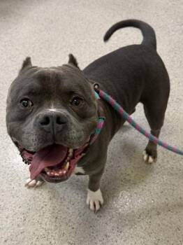 Deebo -  Pit Bull Terrier and Mixed Breed Dog for Adoption in Fishers, Indiana - Deebo | PetCurious