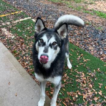 Alaskan Malamute Dogs Available for Adoption in Cartersville, Georgia - Maverick | PetCurious