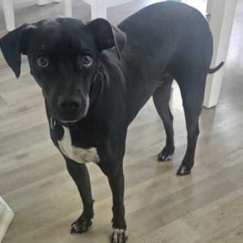 Killua -  Labrador Retriever Dog for Adoption in Port St. Lucie, Florida - Killua | PetCurious
