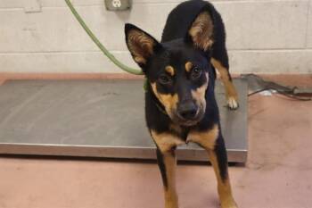 LETTE -  Mixed Breed Dog for Adoption in Columbia, South Carolina - LETTE | PetCurious