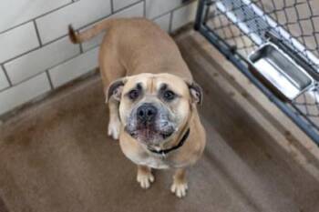 Lily -  Pit Bull Terrier and Golden Retriever Dog for Adoption in Golden Valley, Minnesota - Lily | PetCurious
