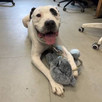 Rescue Pit Bull Terrier Dogs for Adoption in Austin, Texas - Kintsugi | PetCurious