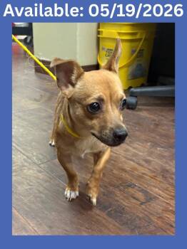 Dog Kennel # 4 -  Chihuahua and Mixed Breed Dog Available for Adoption in Greenville, Texas - Dog Kennel # 4 | PetCurious