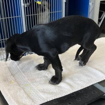 Starry -  Mixed Breed Dog for Adoption in Las Cruces, New Mexico - Starry | PetCurious
