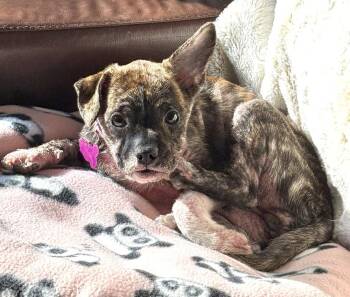 Rhubarb -  Boston Terrier Dog for Adoption in Mundelein, Illinois - Rhubarb | PetCurious