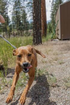Rescue Vizsla Dogs for Adoption in Libby, Montana - Annie | PetCurious