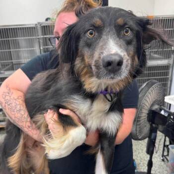 Relay -  Australian Shepherd and Mixed Breed Dog for Adoption in Fredericksburg, Virginia - Relay | PetCurious