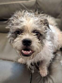 cooper -  Shih Tzu Dog for Adoption in New Smyrna Beach, Florida - Cooper | PetCurious