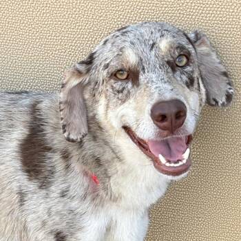 Grady -  Catahoula Leopard Dog Dog for Adoption in Wantagh, New York - Grady | PetCurious