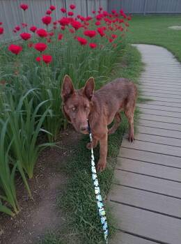 Titan -  Belgian Shepherd Malinois and Husky Dog for Adoption in Thornton, Colorado - Titan | PetCurious