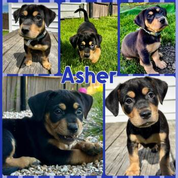 Asher -  Yorkshire Terrier and Pit Bull Terrier Dog for Adoption - Asher | PetCurious