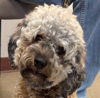 Cola -  Shih Tzu and Poodle Dog for Adoption in Bloomfield, Connecticut - Cola | PetCurious
