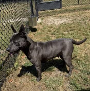 American Staffordshire Terrier and Mixed Breed Dogs Available for Adoption in Conway, South Carolina - Tsunami(HW+) | PetCurious