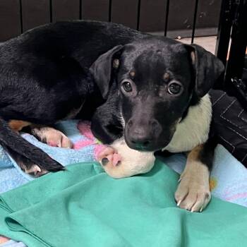 Millipede -  Fox Terrier and Beagle Dog for Adoption in Austin, Texas - Millipede | PetCurious