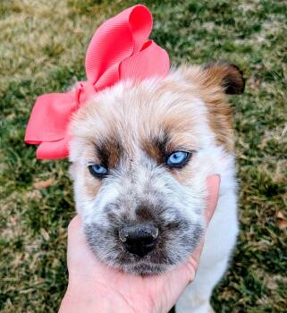 Australian Shepherd Dogs Available for Adoption - Shenzi | PetCurious