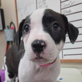 Beignet -  American Bulldog and Mixed Breed Dog for Adoption in Lakeland, Florida - Beignet | PetCurious