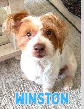 Norfolk Terrier Dogs Available for Adoption in Shalimar, Florida - Winston | PetCurious