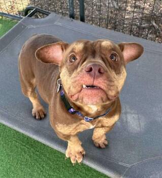 Kali -  American Bulldog Dog for Adoption in Lakeland, Florida - Kali | PetCurious