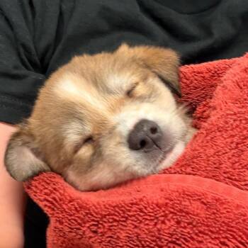 HATTIE -  Mixed Breed Dog for Adoption in Corydon, Indiana - HATTIE | PetCurious