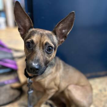 Chihuahua Dogs Available for Adoption - Lucia | PetCurious