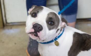 Zoey -  Pit Bull Terrier Dog for Adoption in Mountain Home, Arkansas - Zoey | PetCurious