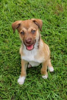 Golden Retriever and Shepherd Dogs Available for Adoption - SAHARA | PetCurious