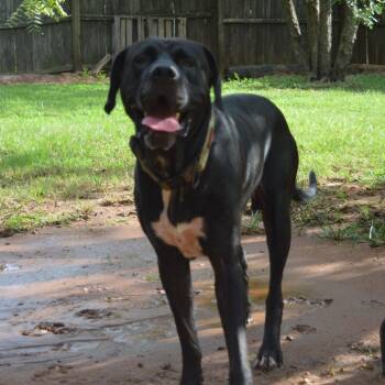 Bexar -  Great Dane Dog for Adoption in Enterprise, Alabama - Bexar | PetCurious