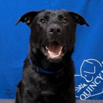 Labrador Retriever Dogs Available for Adoption in Quincy, Illinois - Jackson | PetCurious