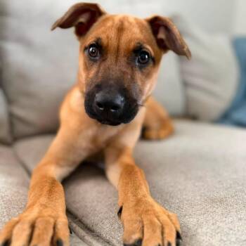 Talia -  Mixed Breed Dog for Adoption in West Olive, Michigan - Talia | PetCurious