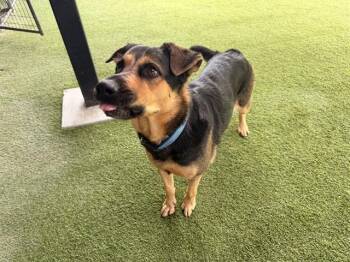 NIKLAUS -  German Shepherd Dog and Mixed Breed Dog for Adoption in Rowlett, Texas - NIKLAUS | PetCurious