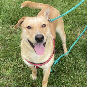 Bo Bravo - Easy going and mild mannered -  Husky and Labrador Retriever Dog for Adoption in Andover, Massachusetts - Bo Bravo - Easy Going And Mild Mannered | PetCurious