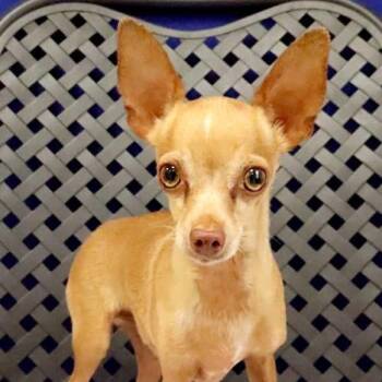 Spice -  Chihuahua Dog for Adoption in Midland, Texas - Spice | PetCurious