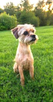 Shih Tzu and Terrier Dogs Available for Adoption in Hazelwood, Missouri - Little Bit | PetCurious