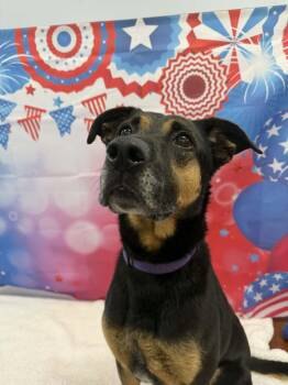 Dixie -  German Shepherd Dog Dog for Adoption in Shelbyville, Kentucky - Dixie | PetCurious