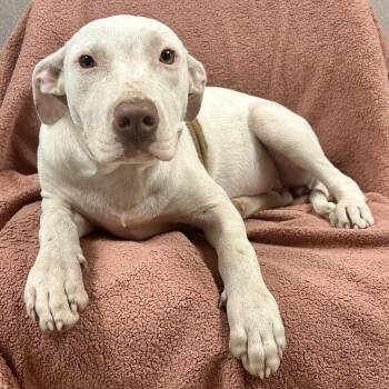 Angel -  Pit Bull Terrier Dog for Adoption in Saint Joseph, Missouri - Angel | PetCurious