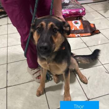 Thor -  German Shepherd Dog Dog for Adoption in Tampa, Florida - Thor | PetCurious