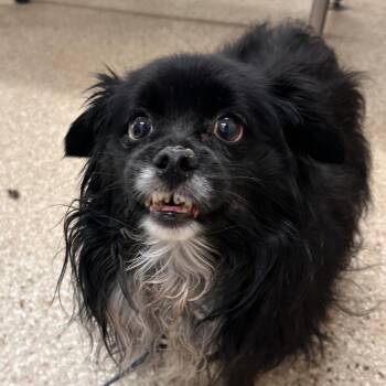 Jake -  Chihuahua and Pomeranian Dog Available for Adoption in Reno, Nevada - Jake | PetCurious