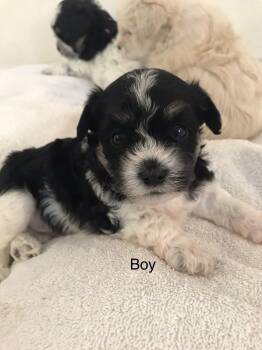 Rescue Maltese Dogs for Adoption in Tustin, California - Cookie Dough - Please See Description / Criteria | PetCurious