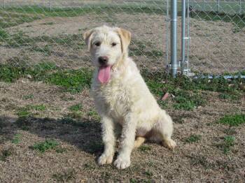 Labradoodle Dogs Available for Adoption - LACIE | PetCurious