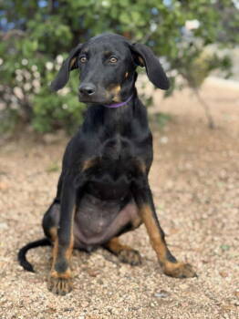 Rescue Doberman Pinscher and Labrador Retriever Dogs for Adoption in Helotes, Texas - Houston | PetCurious