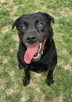 Rescue Labrador Retriever Dogs for Adoption in Washington, District Of Columbia - Maybelle (AKA Maggie) | PetCurious