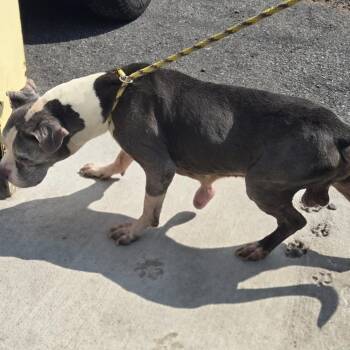 AHNJ-Stray-122169 -  Pit Bull Terrier Dog for Adoption in Newark, New Jersey - AHNJ-Stray-122169 | PetCurious