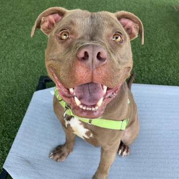 Rescue Pit Bull Terrier Dogs for Adoption in Eatontown, New Jersey - King Nacho | PetCurious
