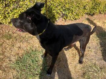 COMET -  Pit Bull Terrier Dog for Adoption in Rowlett, Texas - COMET | PetCurious