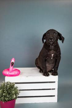 Labrador Retriever Dogs Available for Adoption in Brighton, Colorado - 422-26 | PetCurious